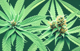 Several male cannabis plants