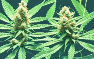 A cannabis plant in full bloom