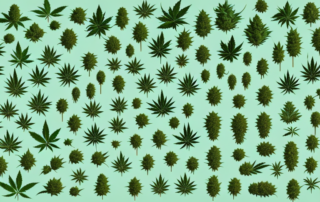 Various types of cannabis plants with different characteristics