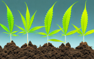 Cannabis seeds being planted in soil