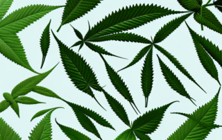 Male and female hemp plants side by side