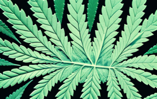 A cannabis leaf under a microscope