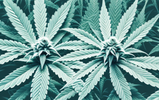 A mature male cannabis plant in full bloom