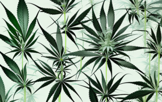 A blooming female cannabis plant