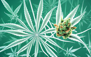 A cannabis plant surrounded by nerve cells