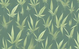 A mature hemp plant