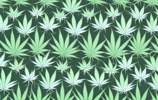 Both female and male cannabis plants side by side