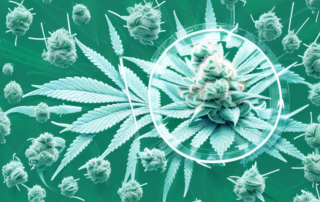 A magnified cannabis flower with visible thc crystals