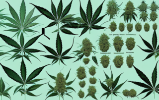 A cannabis plant with distinct male and female characteristics