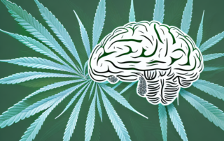 A cannabis plant with highlighted areas indicating thc and cbd components