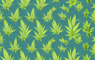 Various types of cannabis plants in a garden