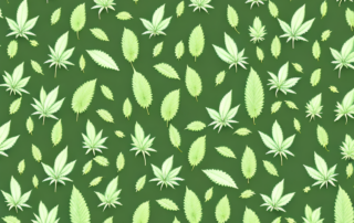 Mature cannabis plants ready for harvest