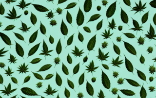 Various types of cannabis plants arranged in ascending order