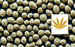 A pile of peeled organic hemp seeds
