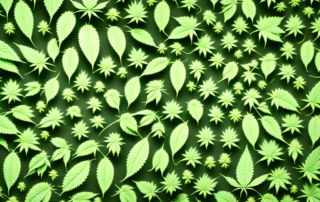 Several cannabis plants showing signs of different common diseases