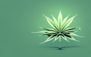 A male cannabis plant with its characteristic pollen sacs