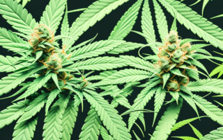 Several cannabis plants at different stages of growth inside a well-equipped indoor growing setup