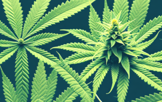 A male hemp plant