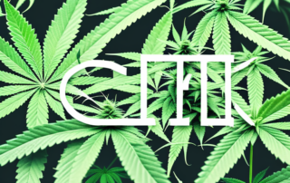 A thriving hemp plant in a garden setting