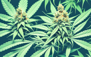 A male cannabis plant in full bloom