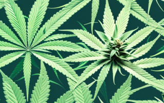 A male cannabis plant in a lush