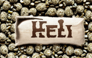 High-quality unshelled hemp seeds in a rustic burlap sack