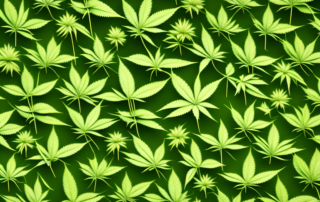 Various hemp plants in a lush field with a close-up view of the leaves and seeds