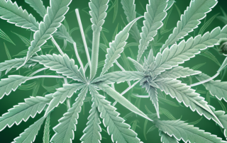 A cannabis plant