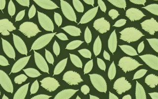 Various hemp leaves in different stages of use