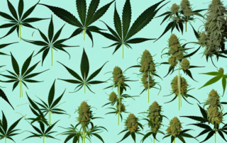 Several cannabis plants at different stages of pruning