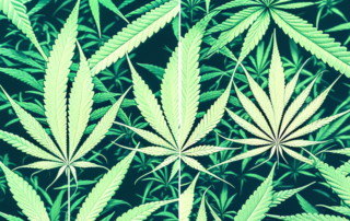 A male and a female cannabis plant side by side