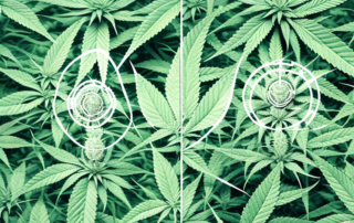 A male and female hemp plant side by side