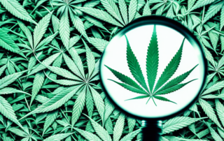 A cannabis leaf under a magnifying glass