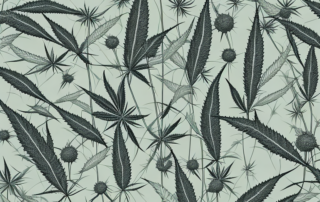 A hemp plant in a field