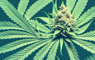 A male cannabis plant