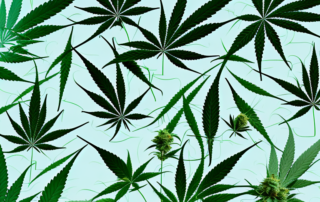 Two distinct cannabis plants