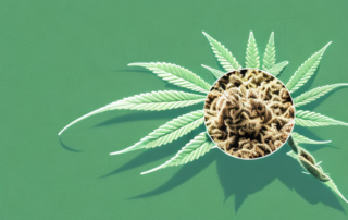 A hemp plant with its seeds transforming into a radiant