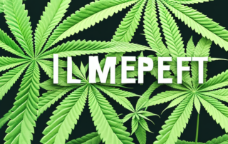 A mature hemp plant in an outdoor setting