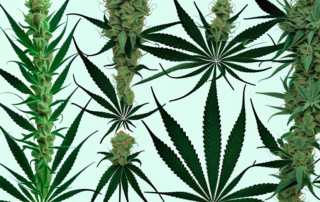 A male and a female cannabis plant side by side