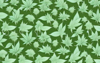 Several distinct cannabis plants with different characteristics