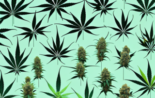 Various cannabis plants at different stages of growth and harvest