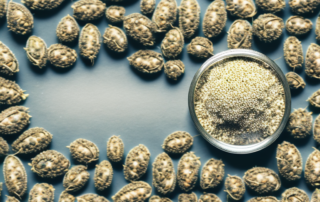 A variety of hemp seeds spread out on a table
