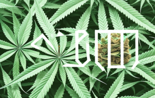 A hemp plant in a natural setting
