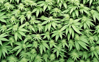 A plant that closely resembles hemp in a natural setting