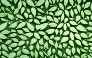 A hemp plant in detail