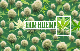 A variety of high-quality hemp flowers arranged aesthetically