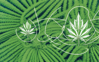 A vast industrial hemp field with various stages of growth