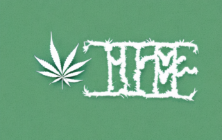 A hemp plant and a piece of clothing made from hemp jersey fabric