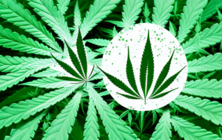 A hemp plant with cbd oil droplets dripping from its leaves