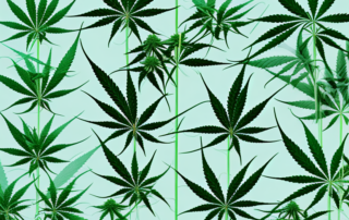 A male cannabis plant